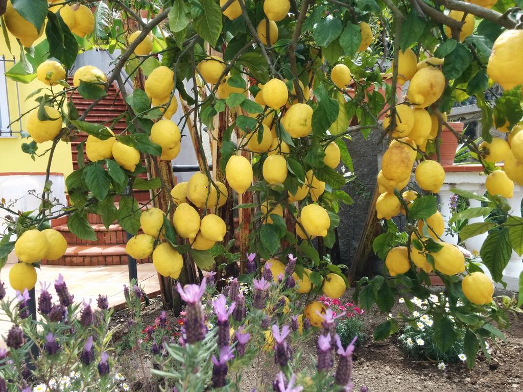 Casamicciola Terme Hotel Ape Regina מראה חיצוני תמונה